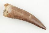 1.7" Fossil Plesiosaur (Zarafasaura) Tooth - Morocco - #196718-1